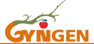 Gyngen